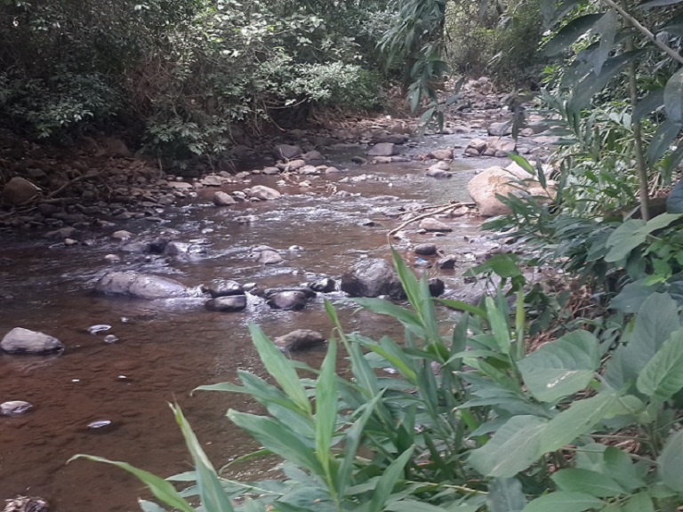 Cortina Naciente Rosales